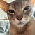 今日のぼくちんは、抱っこされたり久々にキャットホイール歩いたりできた