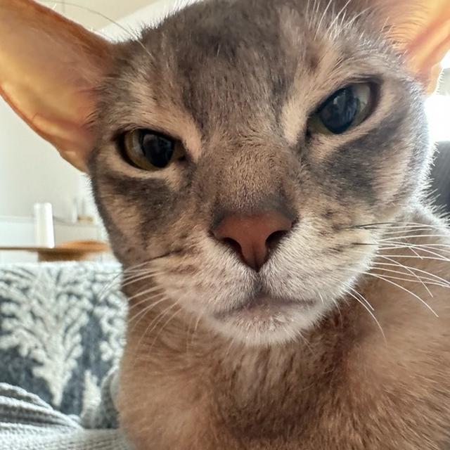 今日のぼくちんは、抱っこされたり久々にキャットホイール歩いたりできた