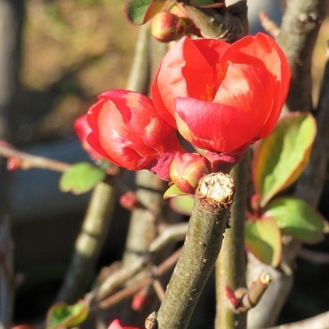 お散歩＊木瓜（ボケ）の花