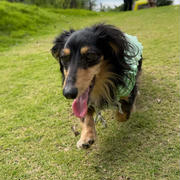 犬連れ九十九里旅行 その2 宿編