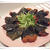 とろろ揚げ