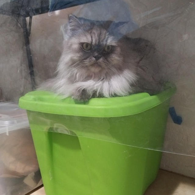 愛猫のコロナ対策＆インスタントポット♡(=^・^=)♪