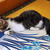 仔猫物語?　モモの座布団遊び