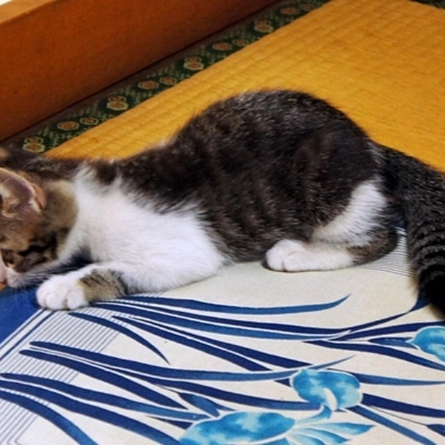仔猫物語?　モモの座布団遊び