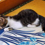 仔猫物語?　モモの座布団遊び