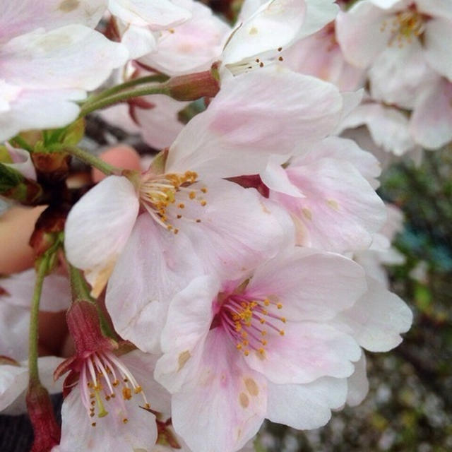 桜あんのパルミエ♡