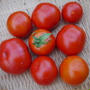 トマトがたくさん収穫できました！