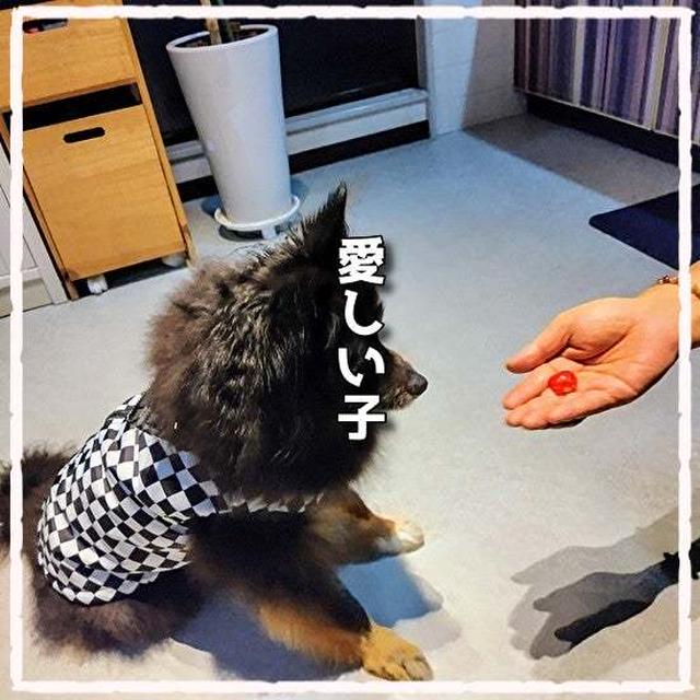 懐かしい写真に癒される朝