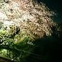 吉祥寺の夜桜
