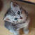 前回に引き続きにゃんこ'٩꒰｡•◡•｡꒱۶'