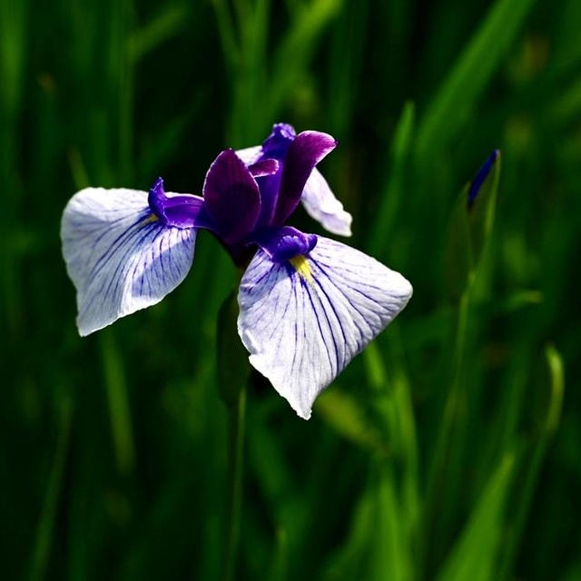 五十公野公園の花菖蒲が咲き始めていました。