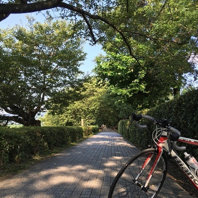 御幸橋まで走って、やみつききゅうり食べる