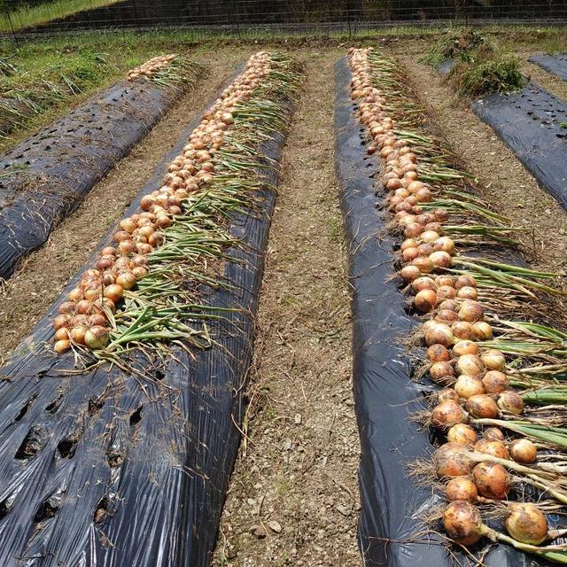 晩生玉ねぎもみじとサラダ赤玉ねぎの収穫