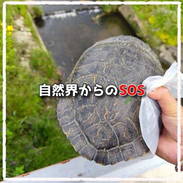 自然界からのSOS