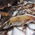 噴火湾釣行記　＆　白身魚のゴマ醬油茶漬け