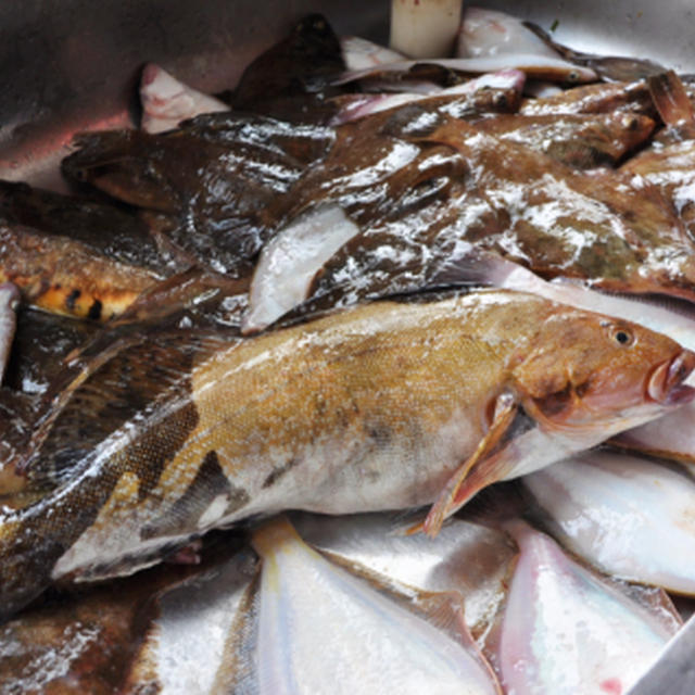 噴火湾釣行記　＆　白身魚のゴマ醬油茶漬け