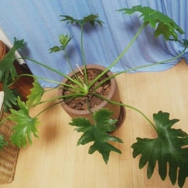 セローム成長中