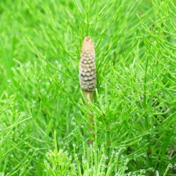 今日も雨＊代官山・サクラミルクりんご飴