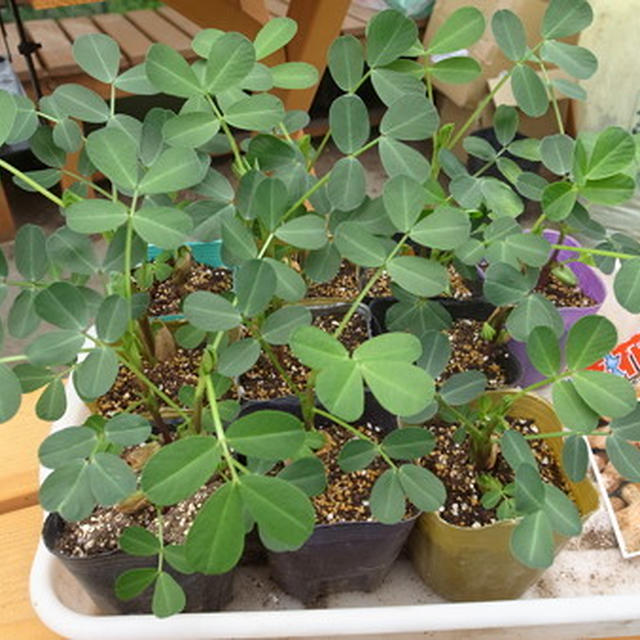 落花生（ラッカセイ）栽培☆花が咲いたら～追肥・土寄せ・中耕ポイント 