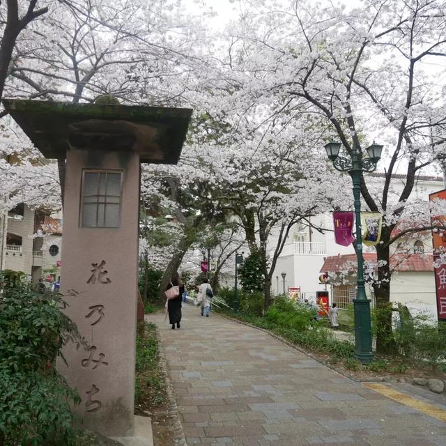 昨日の桜-3/31の桜-