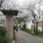 昨日の桜-3/31の桜-
