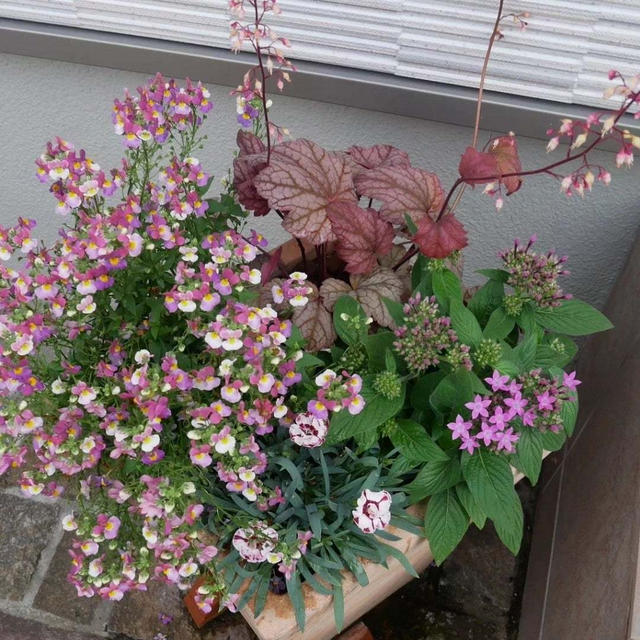 ダイアンサスとペンタスの寄せ植え、最近撮った写真#ameba写真部