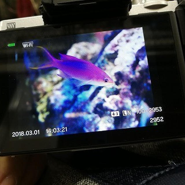 3月1日からCP＋が始まった♪ ～みなとみらい パシフィコ横浜～
