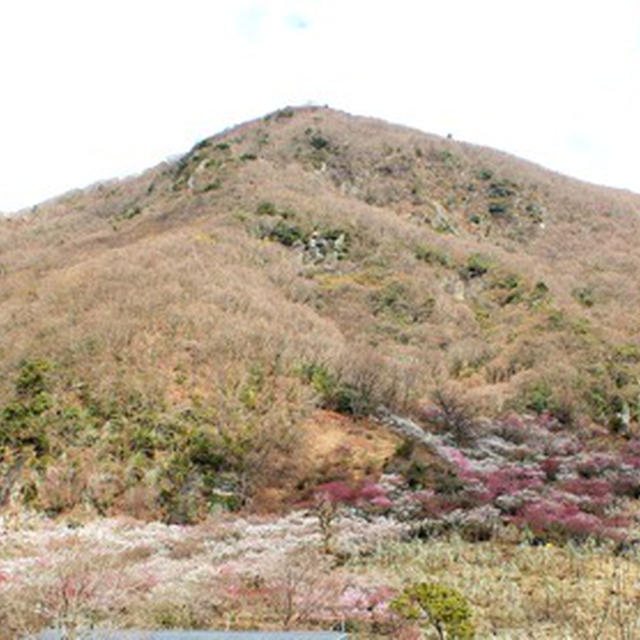 幕山梅林