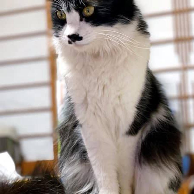 猫の日〜マッサージに目覚めたピコ太郎
