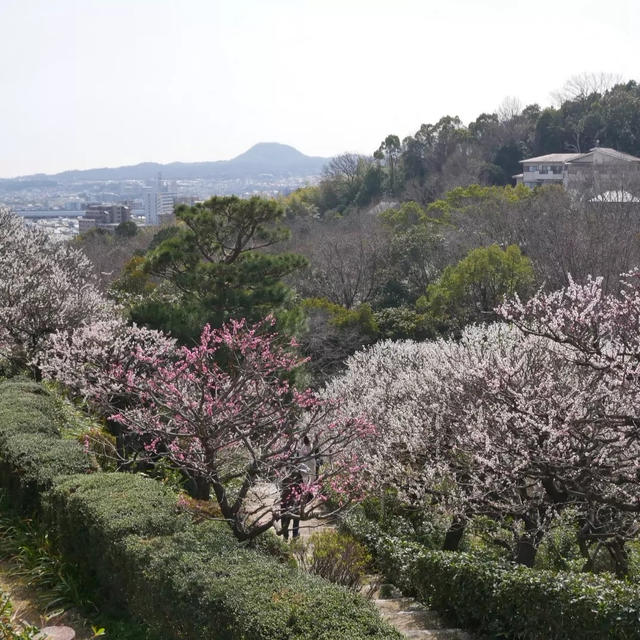 中山寺梅林