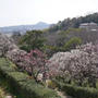 中山寺梅林