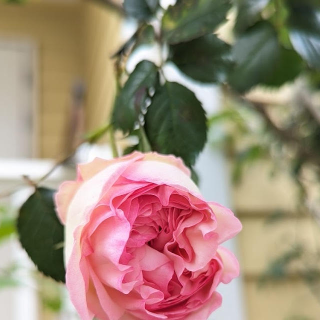 ピエール・ド・ロンサールの一番花とサフィニアフリル