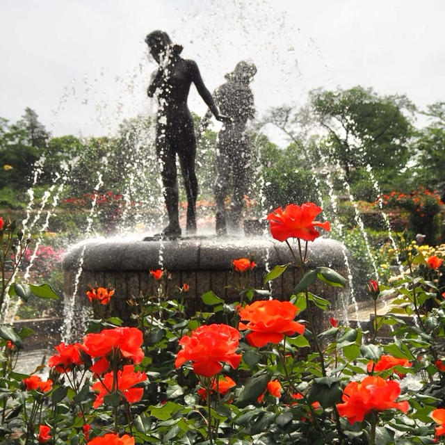 里見公園バラ園に朝活♪