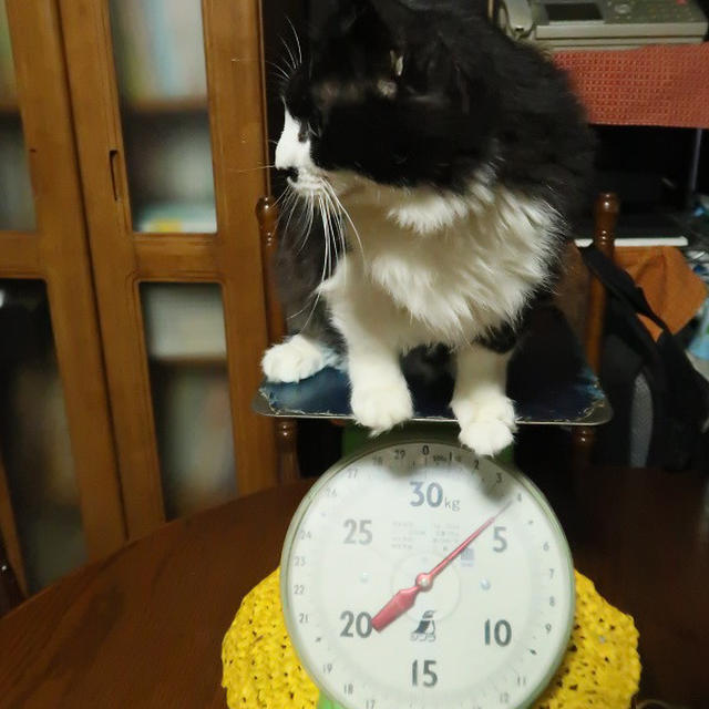 猛暑を乗り切ったごんぼさん