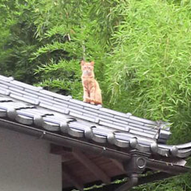 焦らず〜☆☆