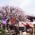 散歩〜南蔵院の桜