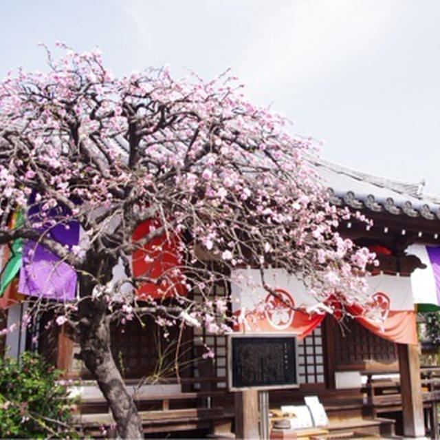 散歩〜南蔵院の桜