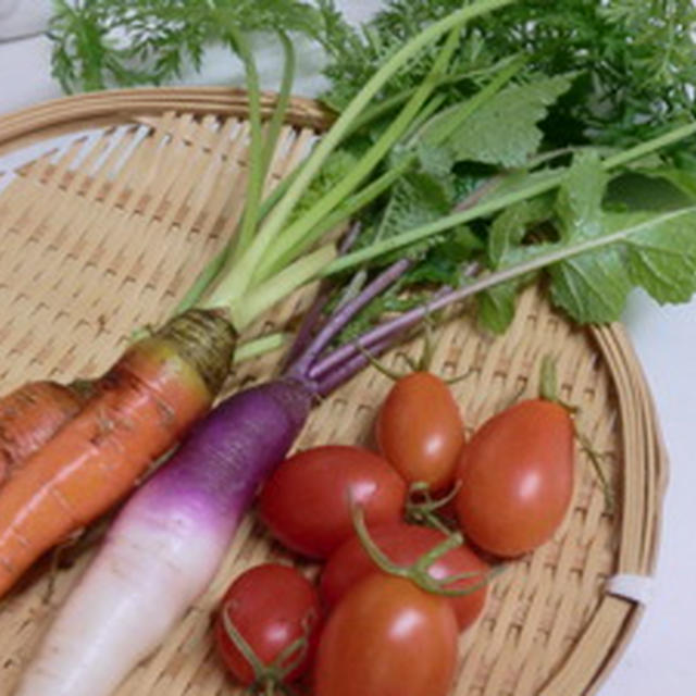 人参・日野菜の収穫とオリーブオイル作り