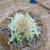 冷し★玉ねぎ蕎麦
