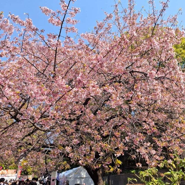 東京都公式アプリ 桜ウォーク2025都区内パス乗り倒す