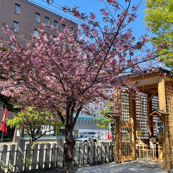 【北海道の桜】北海道神宮頓宮の桜が満開です