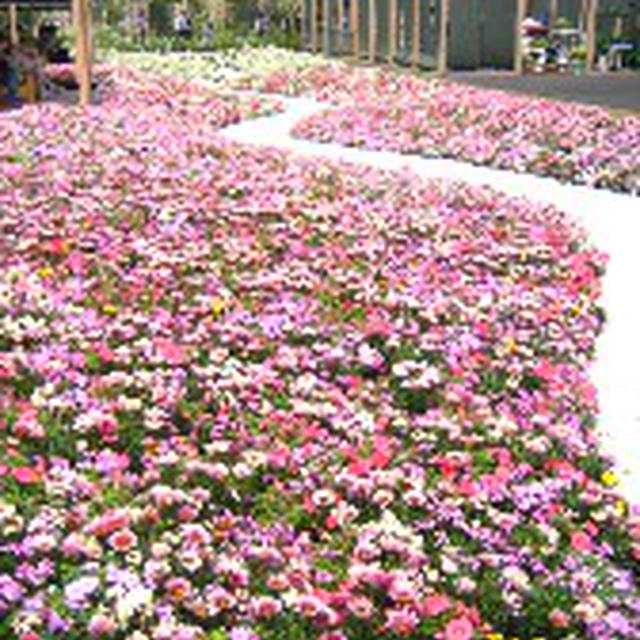 美しい花(花フェスタ）