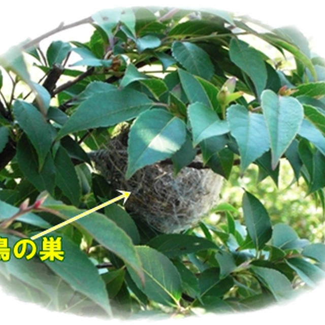 鶏の巣発見とおろしパスタ