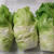 春の新野菜「蕾菜」と豆ごはん・気になったもの
