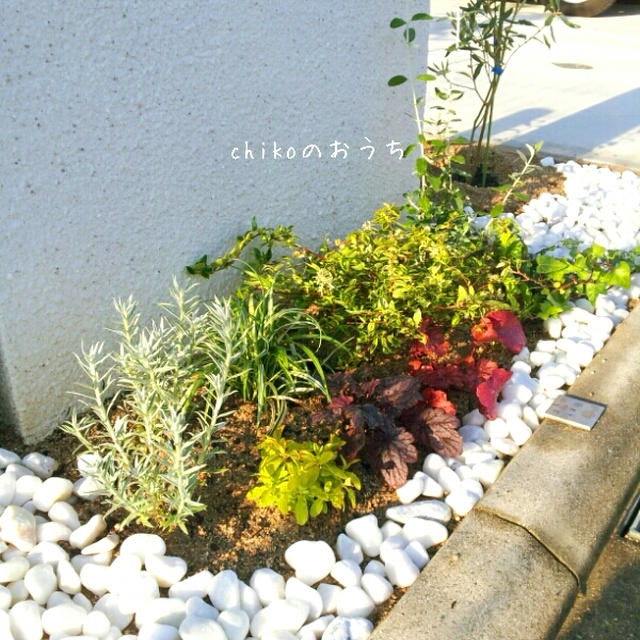 門柱前の植物たち と 年賀状 By Chikoさん レシピブログ 料理ブログのレシピ満載