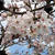 焼きそばロールのお弁当と桜♪