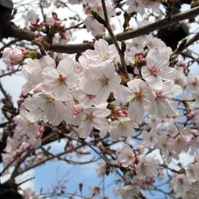 焼きそばロールのお弁当と桜♪