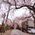 根岸森林公園のさくら♪