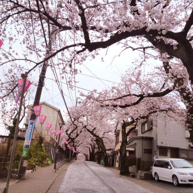 根岸森林公園のさくら♪