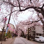 根岸森林公園のさくら♪